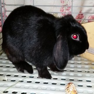 メスのウサギです