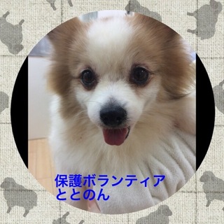 かわいいポメラニアン女の子４歳マロンです。