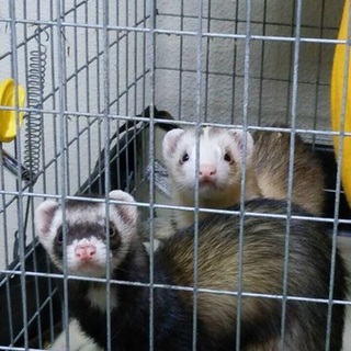 可愛がってくださる方へ