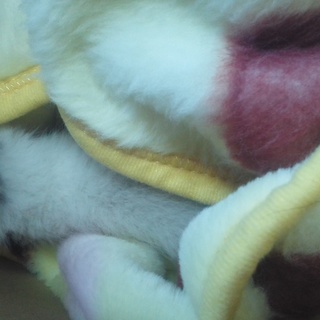 子猫を保護してます