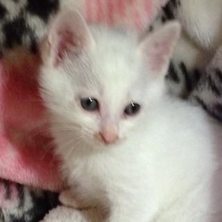 蓮くん1カ月半の男の子です