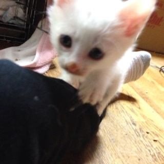 藍ちゃん一カ月半の女の子です