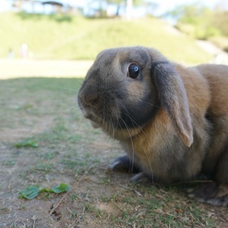 ロップイヤーラビット２歳オス『バスター』