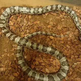 ご応募ありがとうございました。