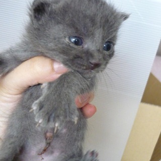 ロシアンブルー系のグレーちゃんです。