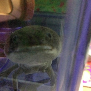 ウーパールーパーブラック