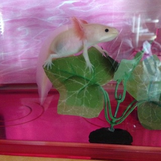 ウーパールーパー