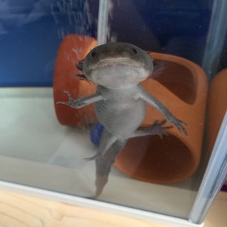 ウーパールーパーブラック