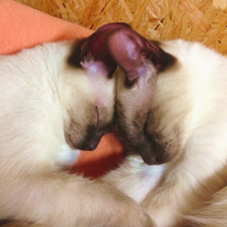 【再募集です】仲良しシャム兄妹♪