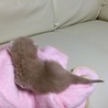 可愛い子猫 サムネイル2