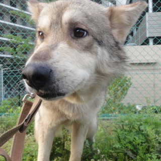 ハスキーミックスの男の子ペッパーです。