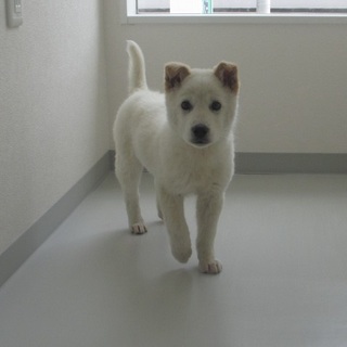 やさしい飼主さん募集します