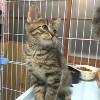 可愛い3兄弟(オス1匹メス2匹)