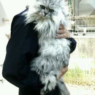 見た目は若い１５歳のおばあちゃん猫