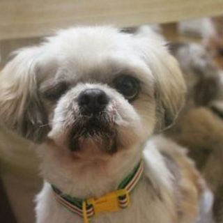 仮名：ヴィート　　おっとり