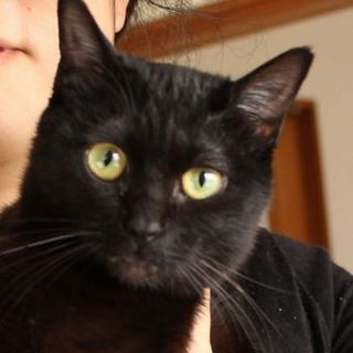 人馴れ抜群スリムな黒猫　生後４か月