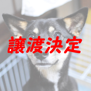 オリオン：運動神経抜群！元気な男の子