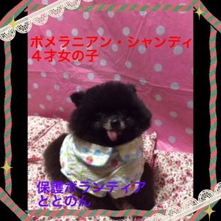 可愛いポメラニアン・シャンディ４才女の子