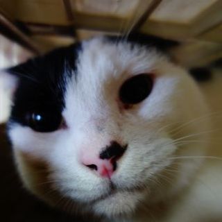 ★猫大好き・ごま団子★