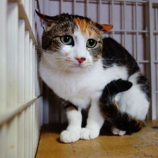 ★幸せにして！縞三毛さくらちゃん★