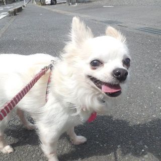 足元スリスリ　らい太