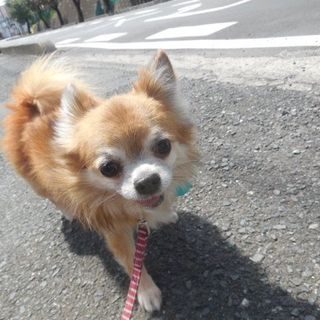 愛嬌抜群　りり太