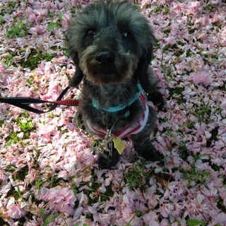 ★【里親募集】オリバー★