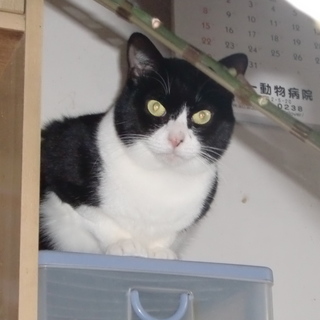 とっても穏やかハチワレ猫ちゃん♪