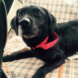 黒ラブの女の子里親募集