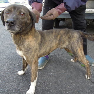 緊急募集！！とっても人慣れした大人しいトラ毛男の子