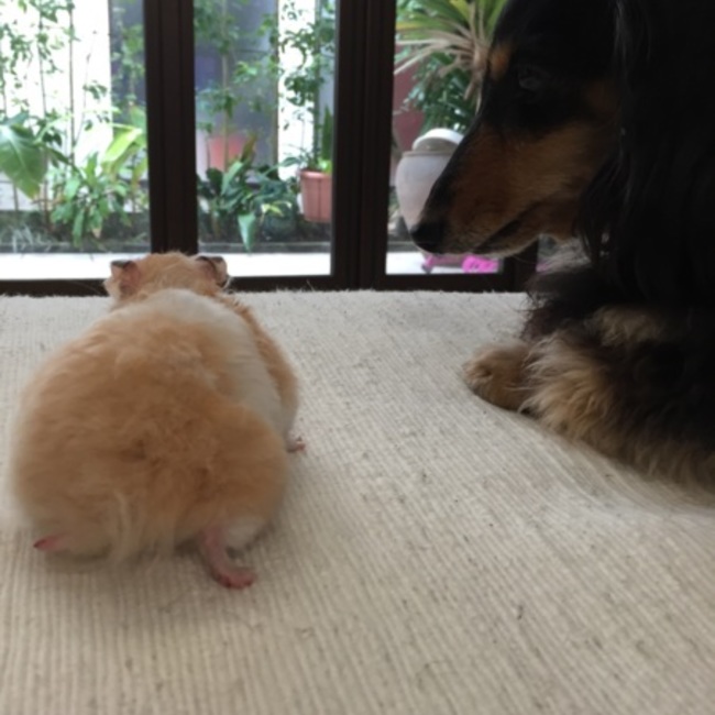 ニャン子55のカバー写真