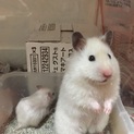 ロングヘアーハムスター赤ちゃん