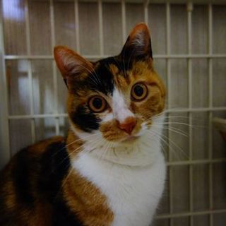 ★甘えんぼ美形三毛パフェちゃん★