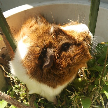植木鉢でタンポポのおやつ♪