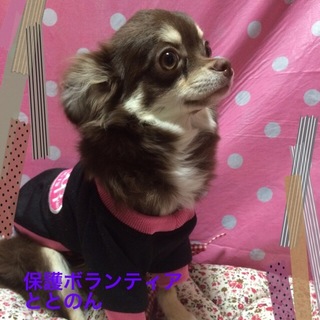 可愛い１才チワワの男の子です。