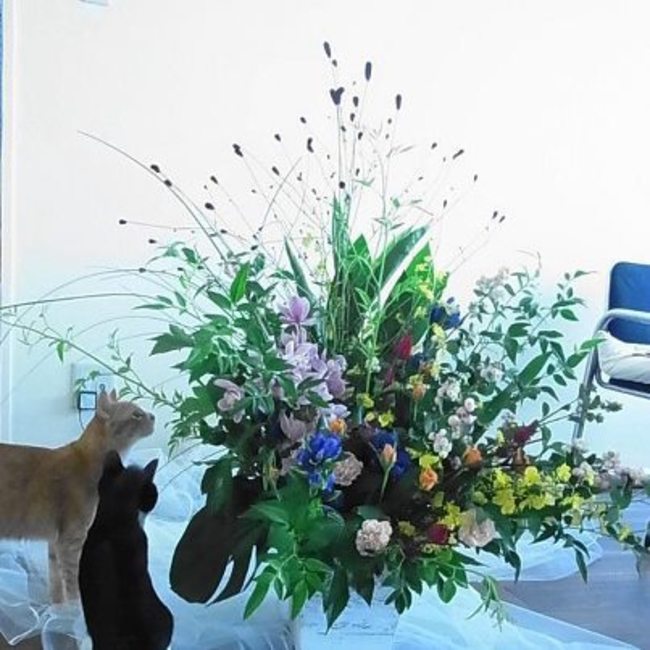 ねこの幸せさがしのカバー写真