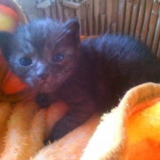 生後４週間の子猫