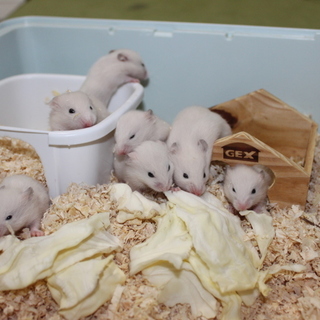 ゴールデンハムスター（アイボリー）里親さん募集