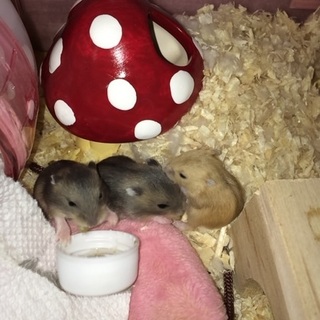 ジャンガリアンハムスター赤ちゃん