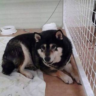 里親様決まりました。有り難うございます。