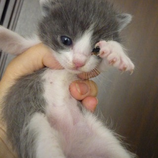 ロシアンブルー系のグレーと白の八割れちゃんです。