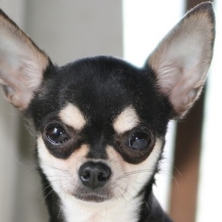 ゆっくり慣らして頂ける方に　チワワ・ウルトラの母