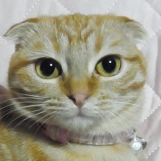 スコティッシュフォールドMIX　美月