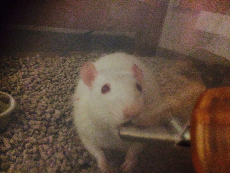 ラットちゃん ♂ サムネイル1