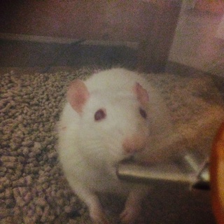 ラットちゃん ♂