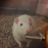ラットちゃん ♂ サムネイル1