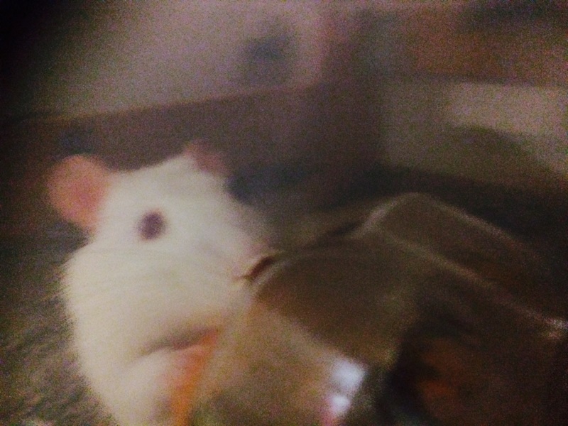 ラットちゃん ♂ サムネイル2