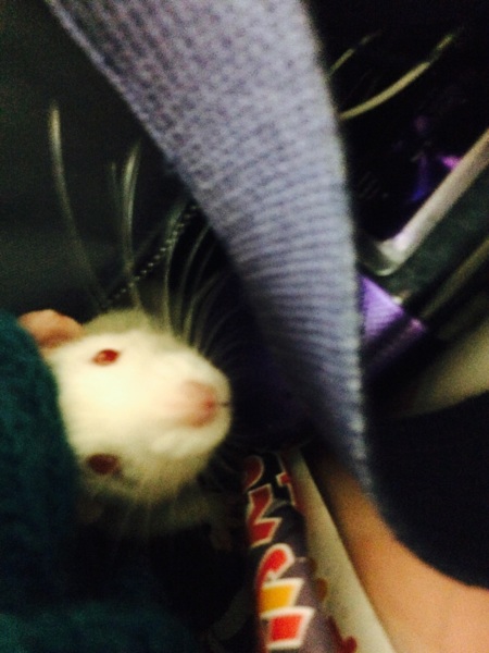 ラットちゃん ♂ サムネイル3