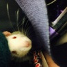ラットちゃん ♂ サムネイル3