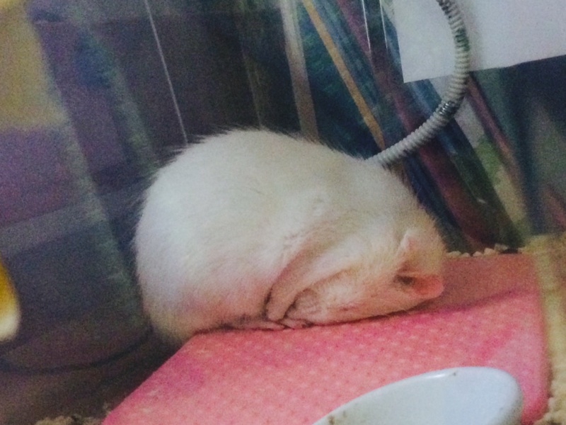 ラットちゃん ♂ サムネイル4